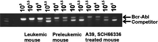 Fig. 6. Treatment group mouse A39 shows. / BCR/ABL transcript levels similar to those of a young preleukemic P190 transgenic mouse. Total RNA was isolated from the bone marrow of BCR/ABL transgenics, including A39, a terminally ill leukemic mouse, and a young healthy mouse. Competitive RT-PCR was performed as described in “Materials and methods.” The numbers below the lanes indicate the number of competitor molecules added to the PCR reaction. The equivalence interval was determined by comparing the intensity of the band resulting from the testerBCR/ABL with the band resulting from the competitor sample. For the leukemic mouse, the interval is between 106 and 106.5, for A39 between 104 and 104.5, and for the preleukemic mouse between 104.5 and 105.