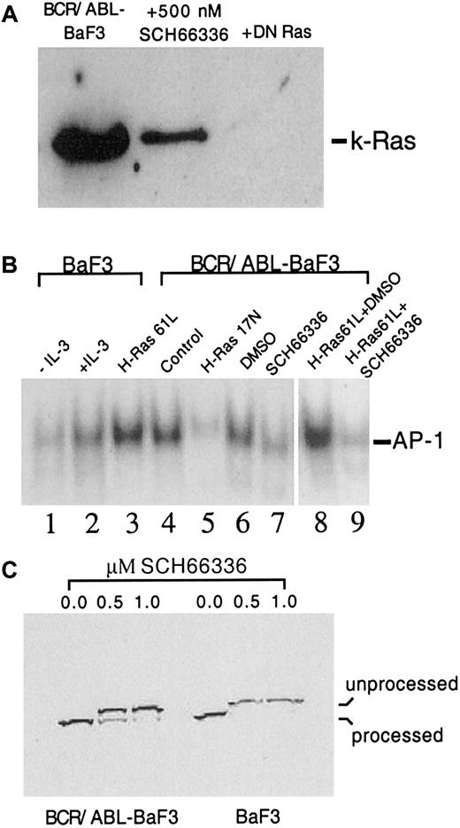 Fig. 5. Assessment of Ras activity and farnesyl protein transferase inhibition in BCR/ABL-BaF3 cells treated with SCH66336. / (A) Levels of activated, GTP-bound Ras protein in BCR/ABL-BaF3 cells was determined by quantifying the association with the effector domain of Raf-1 fused to GST. The high levels of active Ras-GTP protein in BCR/ABL-BaF3 cells were significantly reduced after treatment with 500 nM SCH66336. Expression of a dominant-negative (DN) form of Ras reduced the levels of Ras-GTP to undetectable levels. (B) DNA binding activity of AP-1 transcription factor complex in BaF3 and BCR/ABL-BaF3 cells as determined by electrophoretic mobility shift assay. Lanes 1 and 2: Parental BaF3 cells without IL-3 or treated with 25 ng/mL IL-3 for 30 minutes. Lane 3: BaF3 cells transduced with a retrovirus encoding an activated form of H-Ras (61L). Lane 4: BCR/ABL-BaF3 cells. Lanes 5-7: BCR/ABL-BaF3 cells transduced with a dominant-negative form of H-Ras (lane 5), treated with FTI vehicle DMSO (lane 6), or treated with 1 μM SCH66336 for 48 hours before extract preparation (lane 7). Lanes 8, 9: BaF3 cells transduced with a retrovirus encoding an activated form of H-Ras (61L) and treated with FTI vehicle DMSO (lane 8) or 1 μM SCH66336 (lane 9) for 48 hours before extract preparation. (C) Blot showing cellular inhibition of farnesylation by SCH66336 using a representative protein, DnaJ, which, unlike K-Ras, was not subject to alternative prenylation in the presence of FTI. BaF3 and BCR/ABL-BaF3 cells were incubated in the indicated concentrations of SCH66336, and DnaJ was detected by immunoblotting, as described in “Materials and methods.” Farnesylation of DnaJ resulted in reduced molecular mass due to subsequent processing of the protein. Thus, the “unprocessed” band represents DnaJ that was not farnesylated, whereas the “processed” band represents DnaJ that was farnesylated. Farnesylation was almost completely inhibited in BCR/ABL-BaF3 cells treated with 1 μM SCH66336.