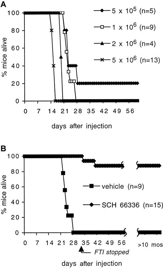 Fig. 6. Activity of SCH66336 in a murine model of BCR/ABL-induced acute lymphoblastic leukemia. / (A) Survival of mice injected with indicated doses of BCR/ABL-BaF3 cells. (B) Survival of mice injected with 106 BCR/ABL-BaF3 cells and treated with either vehicle alone or SCH66336. Treatment was stopped after 32 days. All mice that did not receive SCH66336 died of a condition resembling acute leukemia by 28 days; nearly all mice treated with SCH66336 survived for more than 1 year and remain disease-free.