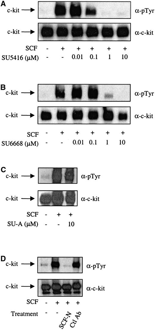 Fig. 1. SU5416 and SU6668 inhibit c-kit tyrosine phosphorylation in MO7E cells. / Serum-starved MO7E cells were treated with the indicated concentrations of SU5416 (A) or isotype control E-cadherin antibody (D) for 2 hours, or SU6668 (B) or SU-A (C) for 48 hours, prior to stimulation with 250 ng/mL SCF for 15 minutes. SCF (100 ng/mL) was incubated with the SCF neutralizing antibody for 2 hours prior to addition to cells (D). Cells were harvested, lysed, and immunoprecipitated with an anti–c-kit antibody. After SDS-PAGE and transfer to nitrocellulose, the blots were probed with an anti-phosphotyrosine antibody (top) and subsequently stripped and reprobed with an anti–c-kit antibody (bottom).