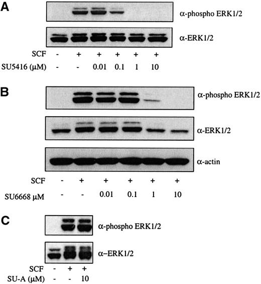 Fig. 2. SU5416 and SU6668 inhibit SCF-induced ERK1/2 phosphorylation in MO7E cells. / Serum-starved MO7E cells were treated with the indicated concentrations of SU5416 (A) or SU-A (C) for 2 hours, or SU6668 for 48 hours (B), prior to stimulation with 250 ng/mL SCF for 15 minutes. Cells were harvested and lysed. After SDS-PAGE and transfer to nitrocellulose, the blots were probed with an anti-phosphoERK1/2 antibody (top) and subsequently stripped and reprobed with an anti-ERK1/2 (bottom) antibody. The blot in panel B was subsequently reprobed with an antiactin antibody.