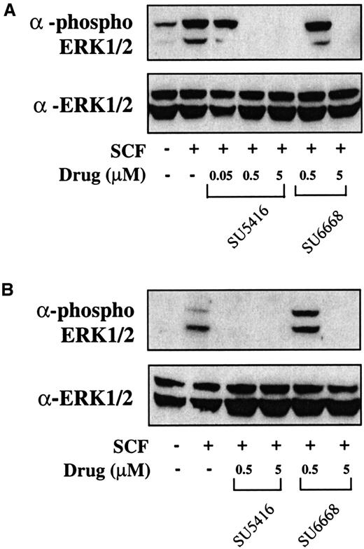 Fig. 7. SU5416 and SU6668 inhibit ERK1/2 phosphorylation in AML blast cells. / AML blast cells (panel A: patient No. 1; panel B: patient No. 8) were quiesced by serum starvation and treated with the indicated concentrations of SU5416 for 1 hour or SU6668 for 24 hours prior to stimulation with 250 ng/mL SCF for 15 minutes. Cells were harvested and lysed. After SDS-PAGE and transfer to nitrocellulose, the blots were probed with an anti-phosphoERK1/2 antibody (top) and subsequently stripped and reprobed with an anti-ERK1/2 antibody (bottom).