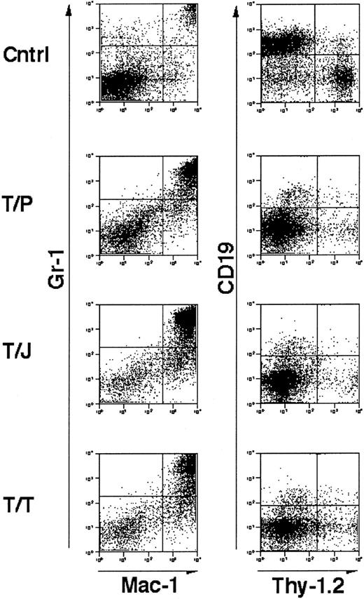 Fig. 3. Immunophenotype of splenocytes from GM-CSF−/−, IL-3−/− doubly deficient mice transplanted with tyrosine kinase fusion oncogenes. / Unfractionated splenocytes stained for mature granulocyte markers Gr-1 and Mac-1 (left panels) and lymphocyte markers CD19 and Thy-1.2 (right panels). “Cntrl” indicates a negative control comprised of spleen cells from a mouse transplanted with a kinase inactive mutant of TEL/TRKC.41 T/P, TEL/PDGFβR; T/J, TEL/JAK2, T/T, TEL/TRKC. Cells were analyzed from mice 3 to 4 weeks following transplant. In all cases, splenic involvement is characterized by pathologic myeloproliferation. Negative control cells demonstrate minimal myeloproliferation and normal lymphocyte populations.