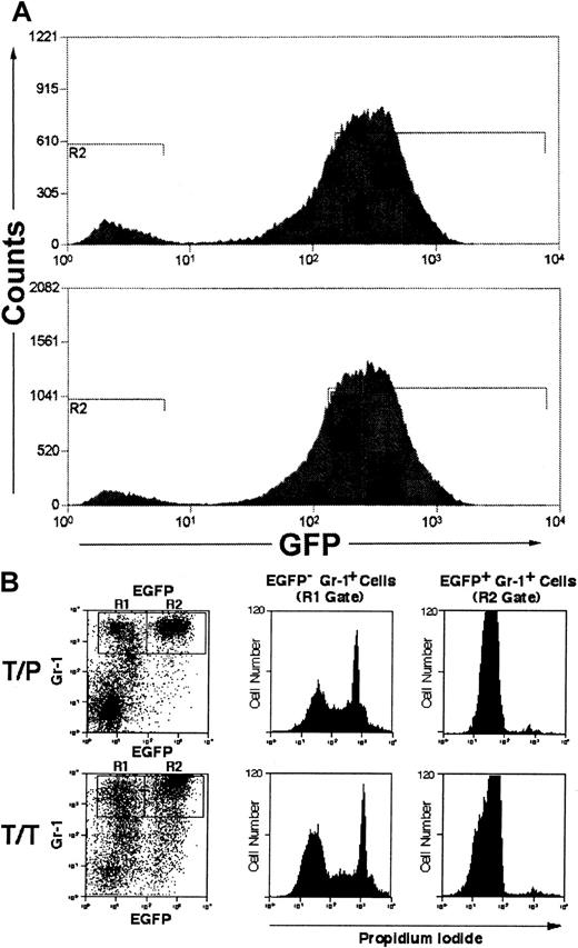 Fig. 4. Nonviable myeloid cells lose GFP staining. / (A) Unstained peripheral blood leukocytes from 2 animals with TEL/PDGFβR-induced MPD were analyzed for EGFP expression, using high-volume flow cytometry. (B) Spleen cells from GM-CSF−/− and IL-3−/− double-deficient mice transplanted with tyrosine kinase fusion oncogenes (as in Figure 3) were analyzed for Gr-1 and EGFP positivity. Gr-1+ cells were gated into EGFP− (R1) and EGFP+ (R2) populations and were assessed for PI staining. Nonviable cells uptake PI and stain positively. EGFP− cells (R1 gate, left panels) are comprised of both PI-positive and -negative populations. EFGP+ cells (R2 gate, right panels) are comprised predominantly of a single population of PI-negative cells.