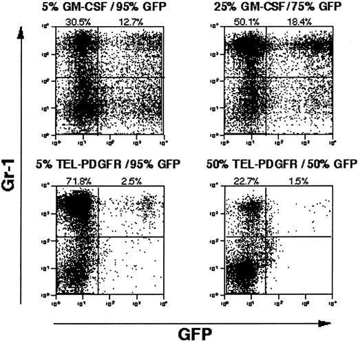 Fig. 5. Competitive repopulation with GM-CSF versus TEL/PDGFβR. / Wild-type Balb/c bone marrow transduced with GM-CSF or TEL/PDGFβR was combined with wild-type Balb/c bone marrow transduced with EGFP alone and was transplanted into lethally irradiated syngeneic mice. After development of MPD evidenced by splenomegaly, splenocytes from GM-CSF plus EGFP mice (top panels) and TEL/PDGFβR plus EGFP mice (bottom panels) were assayed for expression of EGFP. Input populations of cells were 5% GM-CSF with 95% EGFP (upper left), 25% GM-CSF with 75% EGFP (upper right), 5% TEL/PDGFβR with 95% EGFP (lower left), and 50% TEL/PDGFβR with 50% EGFP (lower right).