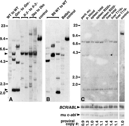 Fig. 4. Proviral integration patterns in mice with. / BCR/ABL-induced CML-like leukemia. The gDNA was prepared from hematopoietic cells from mice with CML-like disease, digested with BglII, transferred to nylon membranes, and hybridized with a radioactive probe from the neomycin resistance gene, as described.6 Sizes (in kilobases) of DNA markers are shown at the left. (A) Balb/c mice. The gDNA from peripheral blood or spleen myeloid cells was isolated from a typical wild-type recipient ofBCR/ABL-transduced wild-type marrow (WT to WT); 2 differentGm-csf-−/− recipients ofBCR/ABL-transduced Gm-csf −/−marrow (Gm− to Gm−); 2 differentIl-3−/− recipients ofBCR/ABL-transduced Il-3−/− marrow, and 2 different double-knockout recipients of transduced double-knockout marrow (2ko to 2ko), one of which received 1 × 106 donor cells (left lane), the other of which received 0.5 × 106 donor cells (right lane). A control DNA sample containing a single proviral copy per diploid genome is included at the far right (control). The positions of bands derived from the neomycin resistance gene present in the mutated Gm-csfand Il-3 loci are indicated by the arrowheads at left. (B,C) C57Bl/6 wild-type mice. (B) The gDNA from myeloid cells from 3 representative C57Bl/6 recipients of BCR/ABL-transduced syngeneic marrow. For comparison, gDNA from leukemic cells of a Balb/c recipient of syngeneic marrow transduced with the sameBCR/ABL retroviral stock is shown at right (Balb/c), along with single copy control DNA (control). (C) The cells initiating CML-like disease in C57Bl/6 mice have multilineage repopulating ability. The gDNA from purified peritoneal macrophages (perit. Mφ), peripheral blood neutrophils (p. blood), total, B220+, and B220− spleen cells, and total, TER-119+, and TER-119− liver cells was digested with BglII and hybridized with a radioactive neo gene probe to determine the number of distinct proviral integrations in each sample (top panels). Single proviral copy control DNA from a different lane of the same blot is included at the right. The blot was stripped and reprobed with an ABL probe that detects a common 2.2-kb fragment from all proviruses as well as the endogenous murine c-abl gene (bottom panels), allowing quantitation of the proviral copy number per diploid genome.6 The same 4 proviral clones (2 major and 2 minor) are found in all hematopoietic lineages of this animal at about one copy per cell, implicating a primitive multipotential target cell, similar to that observed in Balb/c mice.6