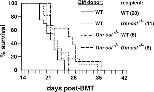 Fig. 5. GM-CSF is not required for induction of CML-like disease by. / BCR/ABL. Kaplan–Meier-style survival curve for recipients of marrow transduced with p210 BCR/ABL. The genotypes of donor and recipient are indicated by the dashed lines; all mice were of Balb/c background. The number of recipients in each arm is shown in parentheses. The prolonged survival ofGm-csf−/− recipients ofGm-csf-−/− BCR/ABL-transduced marrow relative to the wild-type recipients of wild-type transduced marrow was significant (P = .002, Mantel-Cox test), whereas there was no significant difference in survival between any of the other transplant arms (P = .1). SeveralGm-csf −/− recipients transplanted withBCR/ABL-transduced wild-type marrow failed to engraft and died before day 12 (see text) and were not included on the curve.