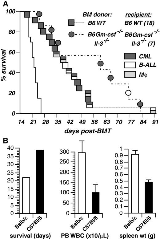 Fig. 8. IL-3 and GM-CSF are not required for induction of CML-like disease in C57Bl/6 mice by. / BCR/ABL. (A) Kaplan-Meier–style survival curve for recipients of marrow transduced with p210 BCR/ABL. The survival of Balb/c WT mice is shown by the solid line. For C57Bl/6 mice (B6, dashed lines), the individual mice in each arm are indicated by symbols (squares, wild-type; circles, double-knockout), with the disease indicated by the shading. Animals that developed more than one leukemia were identified by the characteristic clinicopathologic features of each disease, as previously described.610 The cause of morbidity or death in mice with CML-like disease from both strains was extensive pulmonary myeloid cell infiltration (data not shown). The difference in survival between wild-type Balb/c and C57Bl/6 transplants was highly significant (P < .0001, Mantel-Cox test), whereas there was no significant difference in survival between wild-type and double-knockout C57Bl/6 transplants (P = .22). (B) Comparison of median survival (days), mean peripheral blood leukocyte count (× 103/μL), and mean spleen weight (grams, measured at the time of morbidity or death) between wild-type Balb/c (in white) and C57Bl/6 (in black) recipients of syngeneic BCR/ABL-transduced marrow. Bars indicate SE.