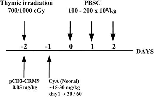 Fig. 1. Schematic representation of the nonmyelosuppressive preparative regimen for hematopoietic cell transplantation.