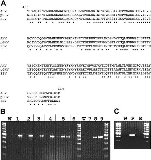 Fig. 3. Molecular analyses of pGHV sequences. / (A) Alignment of pGHV gpB amino acid sequence with those of AHV (GenBank accession no. T03107, amino acids 466-661) and EBV (GenBank accession no. P03188, amino acids 467-660). Amino acid identity is represented by an asterisk. (B) PCR amplification of pGHV sequences of DNA derived from lymph node samples. Lane pairs 1 to 5 represent animals 13 271, 13 432, 13 433, 13 813, and 13 801, respectively. The first lane of each pair represents pretreatment samples and the second a sample taken during PTLD. The third lane for animal no. 13 801 is a PBMC sample taken during PTLD. Lane 6 is a lymph node sample from animal no. 13 793 that was transplanted with the same donor cells at the same time as no. 13 801 but did not develop PTLD. A lymph node from this control animal was taken during the time of PTLD for animal no. 13 801. Lanes 7, 8, and 9 represent control amplifications of 2 × 103, 1 × 104, and 5 × 104 copies of PGHV gpB DNA, respectively. W represents water control amplifications. (C) Presence of pGHV sequences in DNA from lymph nodes during PTLD (P) and after resolution of PTLD (R). The tests indicate significantly elevated levels (4-5 log increase) of pGHV gpB sequences in all samples taken in animals exhibiting symptoms of PTLD.