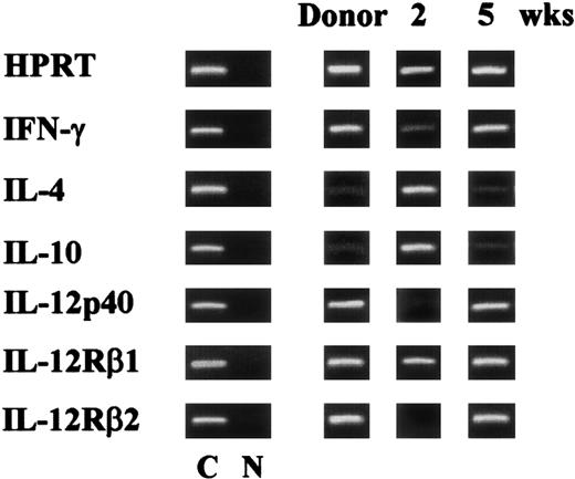 Fig. 4. Pattern of antifungal TH reactivity following T-cell–depleted allogeneic BMT. / Cytokine and cytokine receptor genes expression in splenocytes from recipient C3H/HeJ mice, irradiated and reconstituted as in Figure 1legend, intravenously infected with PCA-2 at different weeks after transplantation, and reinfected with CA-6 as in Figure 2 legend. At 3 days after reinfection, mice were assessed for cytokine gene expression by RT-PCR. C indicates HPRT- or cytokine-specific control. N indicates no DNA added to the amplification mix during PCR.