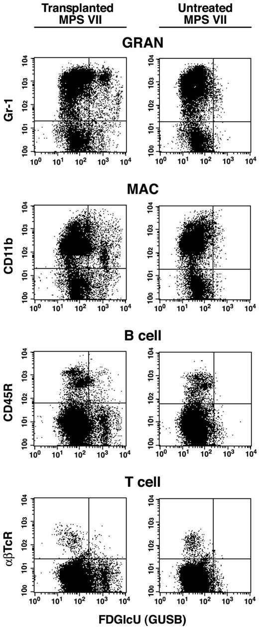 Fig. 2. Flow cytometry. / Flow cytometric analysis of bone marrow collected from a representative nonmyeloablated MPS VII neonatal transplant recipient of adult bone marrow at 1 year after engraftment (first column). Marrow was also collected from an untreated MPS VII control for comparison (second column). RBCs were removed by lysis and nucleated cells were incubated with the fluoresceinated GUS substrate Imagene Green FDGlcU followed by staining with phycoerythrin (PE)-conjugated lineage marker antibodies. These antibodies included Mac-1 (CD11b), Gr-1, B220 (CD45R), or αβTcR for macrophages, granulocytes, B cells, and T cells (αβ receptor), respectively. All transplant recipients showed a similar pattern of GUS+, lineage-positive cells demonstrating multilineage engraftment by +/+ donor HSC.