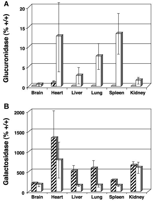 Fig. 3. Biochemical analysis of tissue homogenates collected from transplanted MPS VII mice 1 year after engraftment and from untreated MPS VII controls. / Final values for enzyme-specific activity are expressed as average percent +/+ activity. (A) GUS activity showing increases in heart, liver, lung, and spleen and only modest increases in brain and kidney. (B) Decreased α-galactosidase activity was observed in tissues with the highest GUS activity, confirming lysosomal correction of GAG biochemistry. Levels of α-galactosidase activity remain high in brain and kidney, reflecting the low GUS activity seen in panel A. ▨ indicates untreated MPS VII; ■, 3x neonatal BMT.