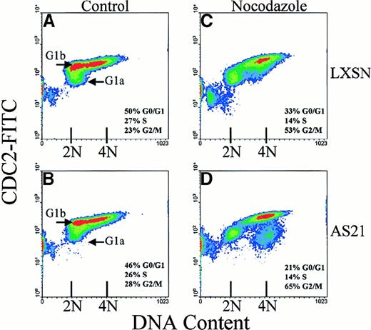 Fig. 2. Expression of cdc2 and cell cycle arrest of human myeloid cell line, MO7e, after MTD. / Scatter density diagrams of bivariate cell cycle analysis of vector control cells (LXSN; A,C) and p21 antisense (AS21; B,D) are shown. Day 3 cell cultures were treated for 24 hours with 15 μg/mL nocodazole (C,D) or control diluent (A,B). The 2N (G0/G1) and 4N (G2/M) DNA content is indicated along with the percentages of cells in different cell cycle phases. Data are representative of at least 6 separate experiments done in triplicate.