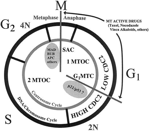 Fig. 3. Two MTD-induced cell cycle checkpoints. / This illustration shows the proposed relative location of the 2 known cell cycle arrest points in cells with MTD. SAC indicates spindle assembly checkpoint; G1MTC, G1 phase microtubule checkpoint. The centrosome cycle (1 or 2 MTOC indicates microtubule organizing centers) is shown to be coordinated with the DNA/chromosome cycle (2N or 4N DNA content). The arrests the cell cycle in G1 phase between the shift from a low cdc2-expressing state to a high cdc2-expressing state. Some of the proteins implicated in each MT checkpoint are listed (see reference 15 for a recent review).
