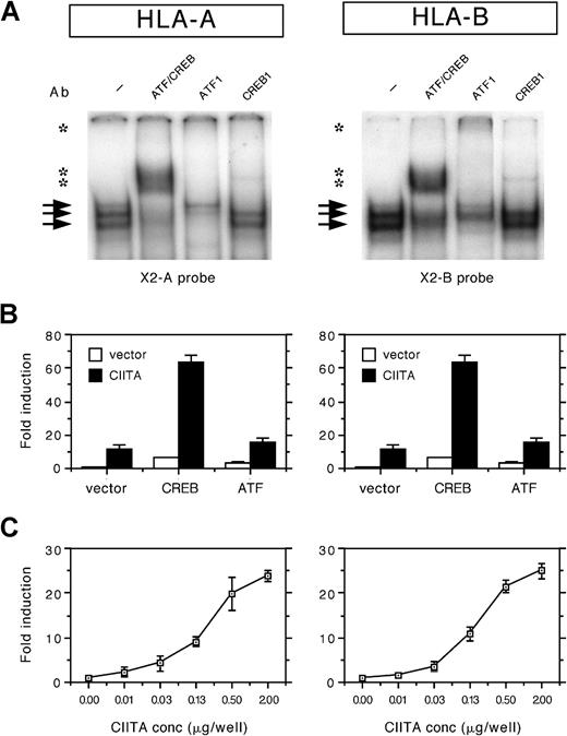 Fig. 1. CREB1 and ATF1 bind the X2 box of HLA-A and HLA-B and are partners in the CIITA-induced transactivation. / (A) EMSA analysis of nuclear extracts from HeLa cells incubated with the X2 probes of HLA-A and HLA-B (X2A and X2B probes). Arrows indicate protein/DNA complexes. Supershifts were observed for ATF/CREB, ATF1, and CREB1 (indicated by asterisks). (B) Transient cotransfection assay of HLA-A and HLA-B promoter–driven luciferase reporter constructs (1 μg/well) with Rc/RSV-CREB (1 μg/well), Rc/RSV-ATF1 (1 μg/well), and/or pREP4-CIITA (0.5 μg/well) in Tera-2 cells. Normalized luciferase activity values are expressed as mean fold induction ± SD of n = 4. (C) Transient cotransfection assay of HLA-A and HLA-B promoter constructs with a range of CIITA concentrations (0, 0.01, 0.03, 0.13, 0.5, and 2 μg/well) in Tera-2 cells. Normalized luciferase activity values are expressed as mean fold induction ± SD of n = 4.