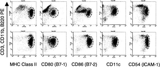 Fig. 6. Identical phenotype of enriched dendritic cells from normal and IL-7Rα−/− males. / Dendritic cells were enriched from male splenocytes following plate adherence and incubation with IL-4 and GM-CSF as described in “Materials and methods.” Before injection, portions of the cells were analyzed by flow cytometry. Staining with FITC-conjugated antibodies expressed by dendritic cells were analyzed against a cocktail of lineage-specific antibodies conjugated to phycoerythrin (PE). The dashed circle in each graph delineates the dendritic cells. Staining for PE in the indicated cells represents intermediate labeling with anti-CD11b with no expression of B220 or CD3 (data not shown), a finding consistent with the observations of other investigators.65 The phenotype of dendritic cells from normal (top panels) and IL-7Rα−/−mice (bottom panels), as characterized by this set of markers, was identical. MHC indicates major histocompatibility complex.