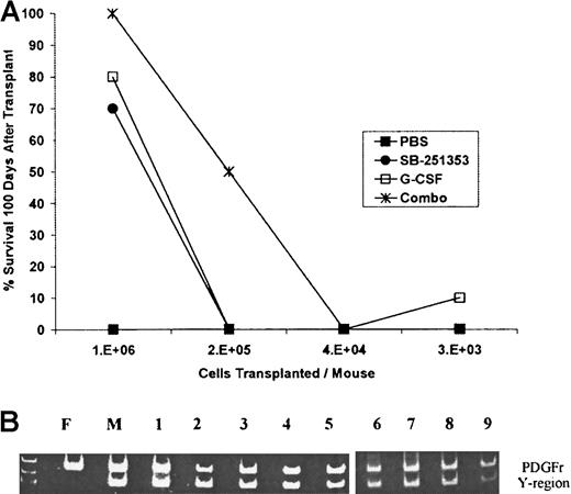 Fig. 4. Comparison of the ability of mobilized LD-PBCs collected from treated mice followed by a single injection of SB-251353 to rescue lethally irradiated mice. / (A) Long-term (more than 100 days) survival after transplantation of SB-251353– and/or G-CSF–mobilized LD-PBCs. Analysis of mobilized long-term repopulating stem cells by SB-251353 alone, G-CSF alone, or the combination of SB-251353 plus G-CSF was determined by limiting dilution analysis. SB-251353 was administered as a single SQ injection (2.5 mg/kg), and 50 μg/kg G-CSF was administered SQ bid for 4 days. Irradiated recipients were injected with mobilized LD-PBCs by tail vein injection. Each time point represents n = 20-30 mice per time point. Survival of at least 50% was statistically increased compared with PBS by a nonparametric Fischer exact test (P < .001). (B) PCR analysis of donor origin of long-term hematopoietic progenitor cells from mice that received transplantations with SB-251353–mobilized stem cells. Bone marrow from 7 of 10 surviving mice more than 100 days after transplantation was grown in a CFU-GM assay. Representative analysis of the Y chromosome region in 9 CFU-GMs isolated from marrow cultures of a single female mouse at more than 100 days after transplantation with SB-251353–mobilized LD-PBCs from syngeneic male donor mice. Similar analysis of 42 CFU-GMs from 6 additional mice that received transplantations (4-9 CFU-GMs per mouse) demonstrated that 98% of colonies were positive for the Y region. All colonies were analyzed for RNA for both PDGF receptor (700-bp band) and the Y chromosome (400-bp band) by PCR. PCR analysis on CFU-GM from normal male (M) and female (F) mice was used as control.