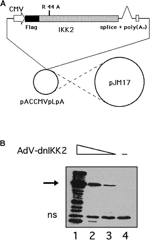 Fig. 1. Construction of a recombinant adenovirus for expression of dnIKK2 (AdV-dnIKK2). / (A) A dominant-negative form of IKK2 was generated by mutating K44 to A, and a Flag tag engineered to its 5′ end. The construct was cloned into the adenovirus transfer vector pACCMVpLpASR and cotransfected together with pJM17 into 293 cells.22 (B) Western blot analysis of Flag-dnIKK2 expression in 293 cells. Cells were incubated with deceasing amounts of plaque-purified AdV-dnIKK2 (lanes 1-3; lane 4: no virus). The Flag-dnIKK2–specific band is indicated by an arrow. ns indicates nonspecific.
