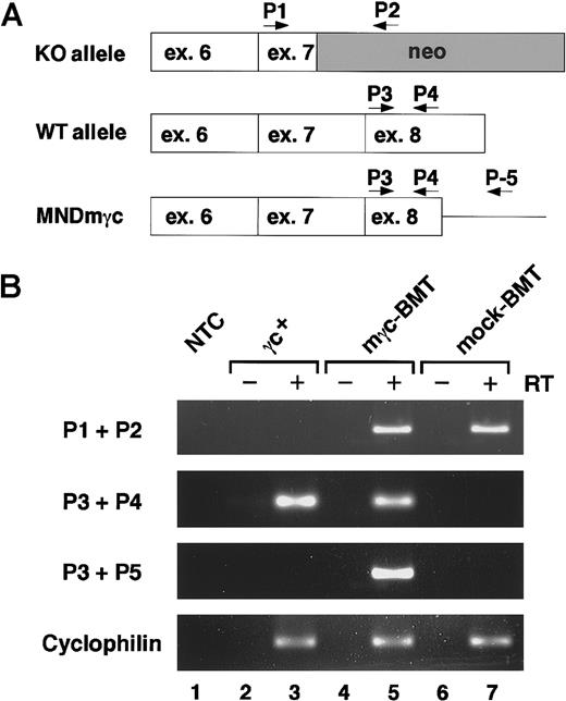 Fig. 1. Analysis of retroviral-mediated expression of γc. / (A) Schematic representation of the relative location of primers used for RT-PCR analysis of mγc expression. Primers P1 and P2 are specific for the transcripts derived from the targeted il-2rg allele in Δγc+-XSCID mice (knockout allele, KO). Primers P3 and P4 amplify equal fragments from the endogenous wild-type (WT allele) and retroviral-expressed mγc (MNDmγc). Primers P3 and P5 were used to specifically amplify the MNDmγc-derived transcripts. ex, exon; neo, neomycin-resistant gene cassette. (B) RT-PCR analysis of mγc transcripts. Expression levels of γc transcripts originated by RT-PCR amplification of BM samples of wild-type γc+, gene-corrected (mγc-BMT), and mock-treated (mock-BMT) mice are shown. Amplicons were not detected in control samples without template (NTC, lane 1) or in samples amplified in the absence of the reverse transcriptase step (RT−). Similar amplification of cyclophilin sequences demonstrated equal loading of each sample.