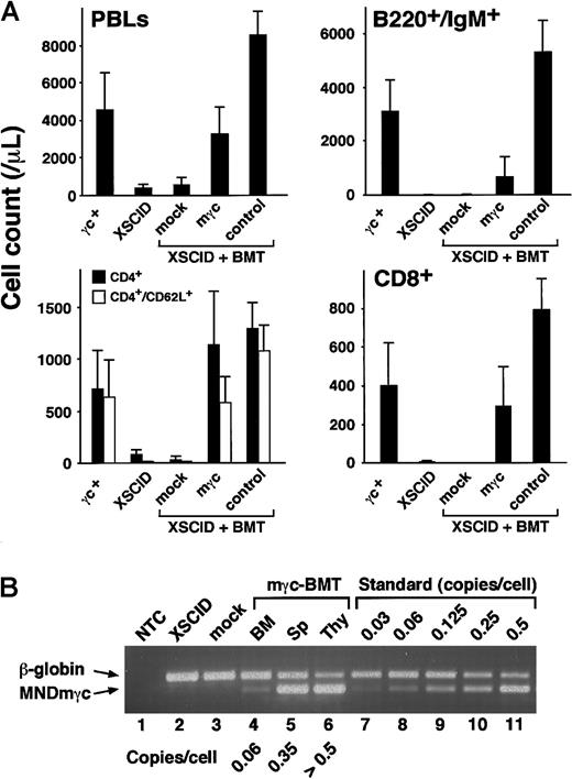 Fig. 2. Assessment of lymphoid development and transgene copy numbers in treated animals. / (A) Lymphoid development after stem cell gene therapy (8 weeks after BMT). Presented are absolute counts of PB lymphocytes (PBLs), mature B cells (B220+/IgM+), CD4+ T cells (total and CD62L+), and CD8+ T cells. Shown are the mean (±SD) values obtained from 6 wild-type mice (γc+), 9 untreated Δγc+-XSCID mice (XSCID), 4 mock-BMT mice (mock), 8 mγc-BMT mice (mγc), and 3 control-BMT mice (control). (B) Transgene copy numbers in mouse tissues. PCR products derived from the mγc-provirus (326 bp) and control β-globin sequences (401 bp) were separated on agarose gel and quantified as described in “Materials and methods.” Copy numbers estimated by interpolation with the reference standard are indicated. Sp; splenocytes, Thy; thymocytes. As expected, MNDmγc-bands are absent in BM samples obtained from untreated Δγc+-XSCID mice (XSCID, lane 2) and mock-BMT mice (mock, lane 3).