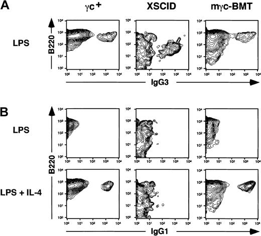Fig. 3. Analysis of in vitro immunoglobulin isotype switching in splenic B cells. / (A) LPS stimulation induced IgG3 expression on B220+ B cells obtained from normal γc+, untreated Δγc+-XSCID (XSCID), and gene-corrected Δγc+-XSCID (mγc-BMT) mice. (B) LPS alone failed to induce IgG1 expression, whereas in combination with IL-4, IgG1-expressing B220+ cells developed in samples from normal and mγc-BMT mice but not from untreated Δγc+-XSCID mice. Shown are representative results of 2 independent experiments.