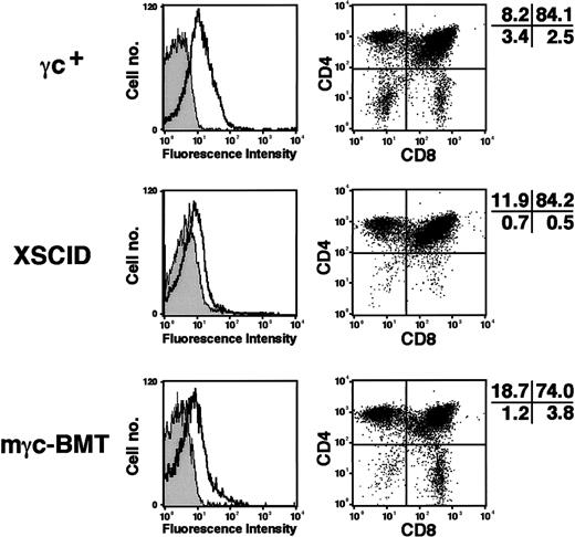 Fig. 4. Immunophenotyping of thymocytes. / Thymocytes obtained from wild-type γc+, untreated Δγc+-XSCID (XSCID), and gene-corrected Δγc+-XSCID animals (mγc-BMT) were analyzed. Left panels show mγc expression on unfractionated thymocytes. Shown are the staining profiles of isotypic control mAbs (gray histograms) and mγc-specific mAbs (open histograms). Right panels show CD4 versus CD8 staining of thymocytes. Percentages of cells in each quadrant are shown. Results are representative of 2 independent experiments.