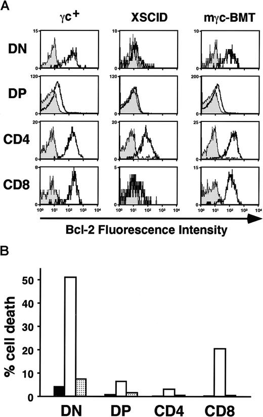 Fig. 5. Enhanced Bcl-2 expression and cell survival after stem cell gene correction. / (A) Bcl-2 expression levels in thymocyte fractions. Thymocytes were stained for surface CD4 and CD8 expression, then stained intracellularly with either isotypic control mAb (gray histograms) or antimouse Bcl-2 mAb (open histograms). Shown are the results analyzed by gating CD4−/CD8− (DN) cells, CD4+/CD8+ (DP), or either CD4+ or CD8+ cells. Representative results of 2 independent experiments are presented. (B) In vitro assessment of thymocyte cell death. After 24 hours of culture, cells were stained for CD4 and CD8, then incubated with 7-AAD. The percentage of 7-AAD+ cells was determined in each thymocyte fraction by gating on CD4−/CD8−, CD4+/CD8+, CD4+, and CD8+ cells. Shown are the mean values of 2 independent experiments. ▪, γc+, untreated normal mice; ■, XSCID, untreated Δγc+-XSCID mice; ░, mγc-BMT, Δγc+-XSCID mice transplanted with mγc-transduced BM cells.