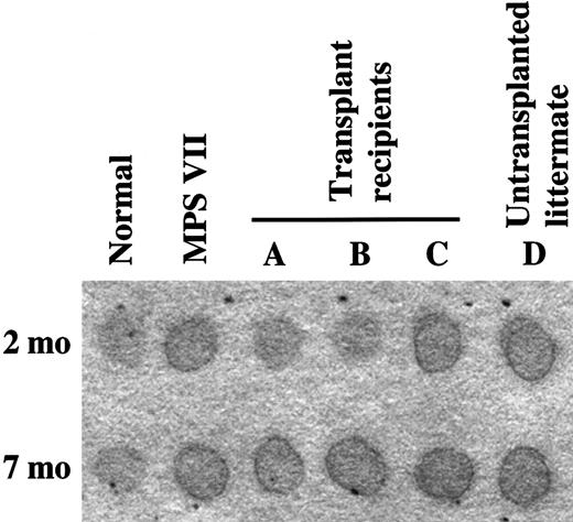 Fig. 5. Urinary GAGs. / Sharp, dark edges of the urine spots indicate the presence of increased GAGs.