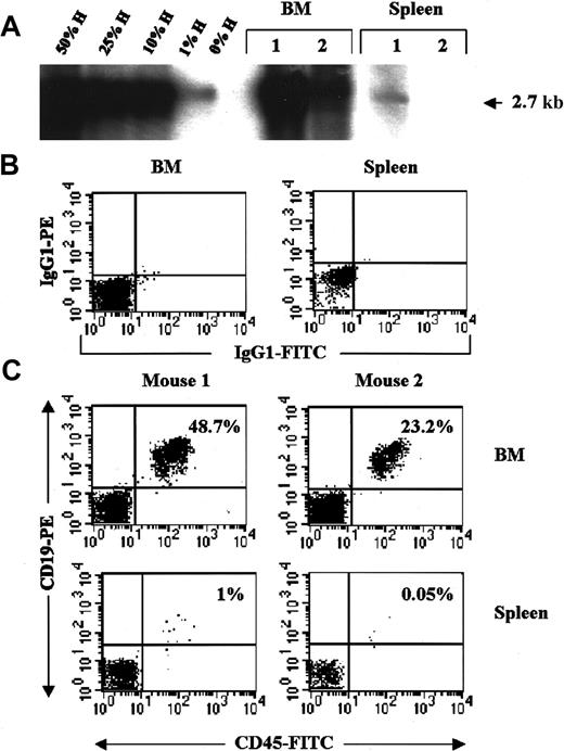Fig. 1. Correlation of flow cytometry and Southern blot analysis to detect human engraftment in NOD/SCID mice. / Data are from 2 representative animals transplanted with 0.6 × 106 human CD34+ PBSCs and killed 8 weeks after transplantation. (A) Southern blot analysis of the BM and spleen of 2 mice. Human:mouse DNA controls are given as percent human DNA. (B) BM and spleen isotype controls for FITC (x-axis) and PE (Y-axis). (C) Evaluation of human cells labeled with antihuman CD19-PE and CD45-FITC monoclonal antibodies in the BM and spleen. The percentage of human cells is indicated.