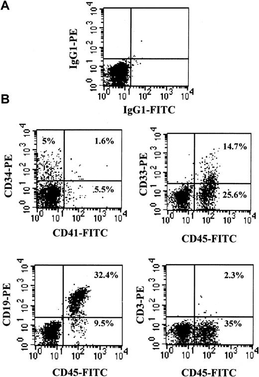Fig. 4. Human multilineage engraftment in the BM of chimeric NOD/SCID mice. / Representative flow cytometric analysis of BM cells from a mouse transplanted with 0.6 × 106 human CD34+PBSCs and killed 8 weeks after transplantation. (A) Isotype controls. (B) Immunophenotypes with the indicated FITC- or PE-conjugated antibodies, shown on the x-axis and y-axis, respectively.