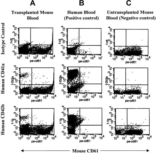 Fig. 7. Flow cytometric analysis of human platelets in PB of NOD/SCID mice. / PB from a representative transplanted mouse (A), human (B), and untransplanted mouse (C) was labeled with monoclonal antibodies against human CD41a, human CD42b, and mouse CD61. Mouse immunoglobulin G1 was used as an isotype control (top plots) for antihuman antibodies. Mouse platelets are found in the right lower quadrant of each blot. Human platelets are present in the upper left quadrant. Red cells and debris appear in the lower left quadrant.