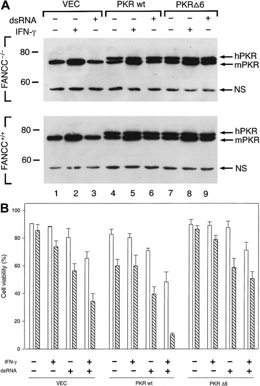 Fig. 3. Enforced expression of PKR-sensitized FANCC−/− cells to IFN-γ and dsRNA-induced apoptosis. / (A) Retrovirally expressed human PKR proteins in MEFs: control cells carrying vector alone (VEC) or cells expressing wild-type human PKR (PKRwt) or PKRΔ6 were treated with or without IFN-γ (10 ng/mL) or dsRNA (100 μg/mL), lysed, and analyzed by Western blotting by using a polyclonal antibody that reacted with both human PKR (hPKR) and mouse PKR (mPKR) proteins. NS, nonspecific. (B) Cell viability of MEFs carrying vector alone (VEC) or expressing wild-type hPKR (wtPKR) or PKRΔ6, in response to IFN-γ or/and dsRNA treatments; data represent the means (standard deviations of triplicate determinations. ▧, FANCC−/−; ■, FANCC+/−.