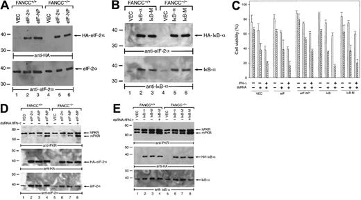 Fig. 4. Enforced expression of eIF-NP inhibits PKR-induced apoptosis in FANCC−/− MEFs. / (A) Expression of HA-eIF proteins in FANCC+/+ and FANCC−/− cells. Whole cell lysates (80 μg of total proteins) were separated on a 7.5% SDS-PAGE and immunoblotted with the anti-HA antibody (top panel) or the anti–eIF-2α antibody (bottom panel). (B) Expression of HA-IκB proteins in FANCC+/+ and FANCC−/− cells. Total proteins (80 μg) were analyzed as described in (A), using the anti-HA antibody (top panel) or the anti–IκB-α antibody (bottom panel). (C) Cell viability of PKR-expressing MEFs carrying vector alone (VEC), wild-type eIF-2α (eIF), a nonphosphorylatable mutant eIF-NP, wild-type IκB-α (IκB), or a nonphosphorylatable mutant IκB-M; data points were determined by trypan blue exclusion assay as described in Figure 1 and presented as the mean (standard deviations of triplicate determinations. ▧, FANCC−/−; ■, FANCC+/+. (D) Expression of hPKR and eIF proteins in FANCC+/+ and FANCC−/− cells. Total proteins (80 μg) were analyzed by Western blotting with anti-PKR (top panel), anti-HA (middle panel), or anti–eIF-2α antibody (bottom panel). (E) Expression of hPKR and IκB proteins in FANCC+/+ and FANCC−/−cells. Total proteins (80 μg) were analyzed by immunoblotting with anti-PKR (top panel), anti-HA (middle panel), or anti–IκB-α antibody (bottom panel).