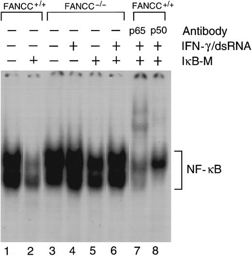 Fig. 5. EMSA analysis of NF-κB activation in IκB-M–expressing MEFs. / IκB-M–expressing normal and FANCC−/− MEFs were treated with IFN-γ (10 ng/mL) and dsRNA (100 μg/mL), and EMSA was performed by using 5 μg of nuclear extracts and a kB oligonucleotide sequence as described in “Materials and methods.” The final 2 lanes indicate that binding reactions were incubated with 3 μg of anti-p65 (lane 7) or 3 μL of anti-p50 (lane 8) antibody.