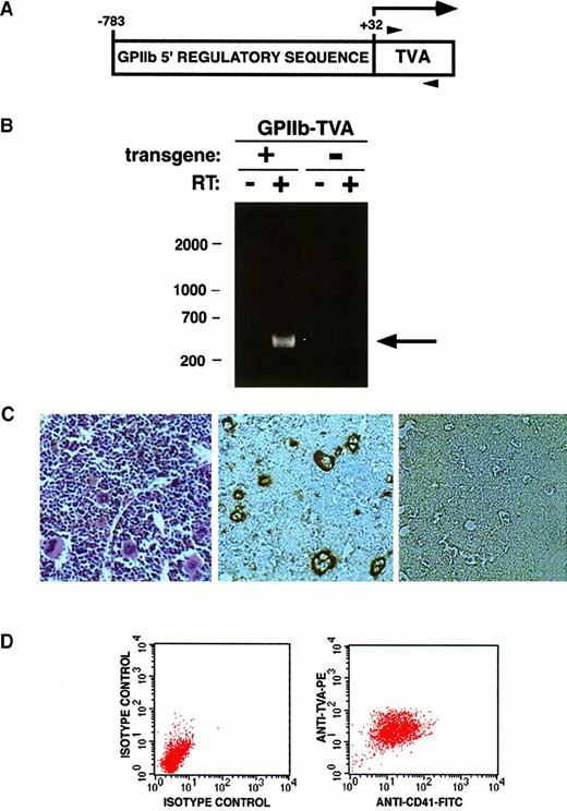 Fig. 1. Generation of TVA-expressing transgenic mice. / (A) Schematic of the transgene cassette used to express TVA, indicating the position of the 5′ (−783) and 3′ (+32) ends of the humanGPIIb regulatory sequence ligated to the 950 bptv-a cDNA. Numbering is assigned relative to 0 for the native GPIIb transcription start site. The horizontal arrow indicates the transcribed message, and translation begins with a methionine at the 5′ end of the tv-a cDNA. Arrowheads indicate the positions of primers used for RT-PCR. (B) A founder mouse (9552) positive for the transgene by Southern blot was bred with nontransgenic littermates. RNA isolated from the bone marrow of a transgene-containing offspring (+) and a nontransgenic littermate (−) was subjected to RT-PCR without (−) and with (+) reverse transcriptase in the reaction. The 420-bp band indicative of TVA mRNA (arrow) is only seen when reverse transcriptase is used (lane 1 vs lane 2). Bone marrow from mice lacking the transgene does not express TVA mRNA (lanes 3, 4). DNA size markers (bp) are indicated on the left. (C) Hematoxylin and eosin stain of bone marrow from a TVA-expressing mouse demonstrates megakaryocytes (left panel). Immunohistochemical staining demonstrates TVA expression on megakaryocytes in the bone marrow of TVA-expressing 9552 offspring (center panel) but no TVA expression in bone marrow from nontransgenic littermates (right panel). (D) Independent FACS analysis using isotype controls plotted against forward scatter was used to identify a generous gate that encompasses all cells stained by either anti-CD41 or anti-TVA antibody. Two-dimensional FACS analysis using anti-CD41 and anti-TVA antibodies demonstrates dual staining of essentially all gated cells.