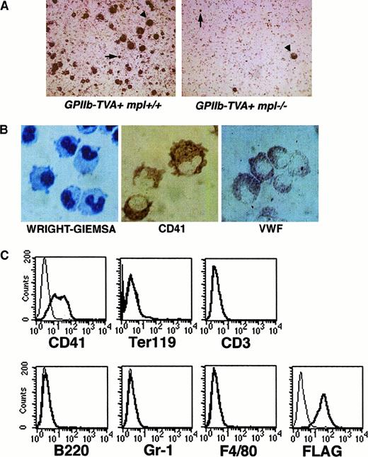 Fig. 2. Phenotype of primary bone marrow cells from. / GPIIb-tva+mpl−/− mice after infection with RCAS-Mpl and selection in TPO. (A) TVA staining of bone marrow from GPIIb-tva+mpl+/+mice and GPIIb-tva+mpl−/− mice cultured as described in “Materials and methods” demonstrates the anticipated reduction in TVA-expressing cells in thempl−/− background. Arrowheads indicate mature megakaryocytes, and arrows indicate TVA-expressing, small, early megakaryocyte-lineage cells. (B) Wright-Giemsa stain demonstrates the irregular cell shape and the folded nuclei (left panel), and immunohistochemical staining demonstrates surface CD41 (center panel) and intracellular vWF (right panel) inGPIIb-tva+mpl−/− bone marrow cells after infection with RCAS-Mpl and selection in TPO. (C) FACS analysis for surface antigen expression on the cells in panel B demonstrates expression of the megakaryocyte marker CD41 but no expression of erythroid (Ter119), T-lymphocyte (CD3), B-lymphocyte (B220), granulocyte (Gr-1), or macrophage (F4/80) markers. The FLAG-tagged Mpl introduced by RCAS-Mpl is readily detected on the cell surface with an anti-FLAG antibody. Thin lines, fluorochrome-conjugated isotype controls; thick lines, fluorochrome-conjugated antigen-specific antibody.