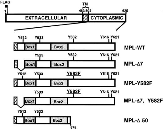 Fig. 3. Schematic maps of Mpl constructs. / The top drawing depicts the 625-amino acid wild-type murine Mpl with the extracellular, intracellular, and transmembrane (TM; cross-hatch) domains indicated. The N-terminal FLAG epitope is located immediately downstream of the leader sequence. Intracellular domains of the 5 constructs used in this report are schematized showing the location of Box1, Box2, and the 5 intracellular tyrosines. Mpl-Δ7 is missing the 10 intracellular residues (505-514) immediately adjacent to the cell membrane. Mpl-Δ50 lacks the 50 C-terminal amino acids, residues 576 to 625.