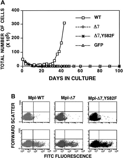 Fig. 4. Membrane-proximal 10 amino acids from the Mpl intracellular domain are required for TPO-induced proliferation in primary megakaryocyte-lineage cells. / (A) Growth curves of unfractionatedGPIIb-tva+mpl−/− bone marrow after infection with RCAS-Mpl, RCAS-MplΔ7, and RCAS-MplΔ7, Y582F, and selection in TPO demonstrate a loss of TPO-induced proliferation when the membrane-proximal 10 amino acids are missing from the Mpl intracellular domain. (B) All virally expressed Mpl have an N-terminal FLAG epitope. FACS analysis using isotype control (top panels) and anti-FLAG antibody (lower panels) demonstrates similar levels of surface Mpl expression for Baf/3-TVA cells infected with the same virus stocks used in panel A.