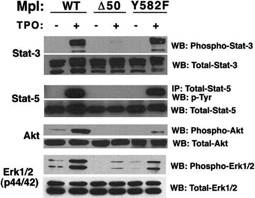 Fig. 7. Immunodetection of TPO-induced activation of intracellular signaling molecules. / Western blot (WB) or immunoprecipitation (IP) followed by Western blot was used to determine TPO-stimulated activation of Stat-3, Stat-5, Akt, and Erk1/2 (p44/42) in primary megakaryocyte-lineage cells expressing wild-type or mutant Mpl. TPO-stimulated cells (+) are compared to nonstimulated cells (−) for each Mpl construct. Equal protein loading was verified by the use of antibodies that detect total (phosphorylated and nonphosphorylated) forms of each signaling molecule tested.