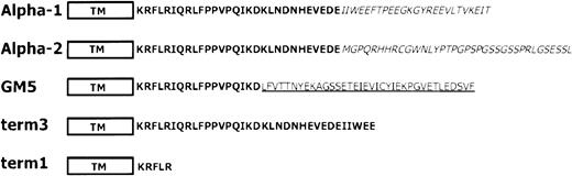 Fig. 1. Sequence of variant and mutant GM-CSF receptor α subunits. / . The α-1 and α-2 isoforms are natural splicing variants of the α subunit. They differ completely from their C-terminal amino acids (italics). The GM5 chimeric α subunit consists of sequences from the proximal proline-rich domain of the GM-CSF receptor α subunit (bold) fused to distal sequences from the human IL-5 α subunit (underlined). The term-3 mutant α subunit lacks the C-terminal amino acids because of placement of a stop codon after the codons for 34 intracellular amino acids. The term-1 mutant α subunit has only 5 intracellular amino acids.