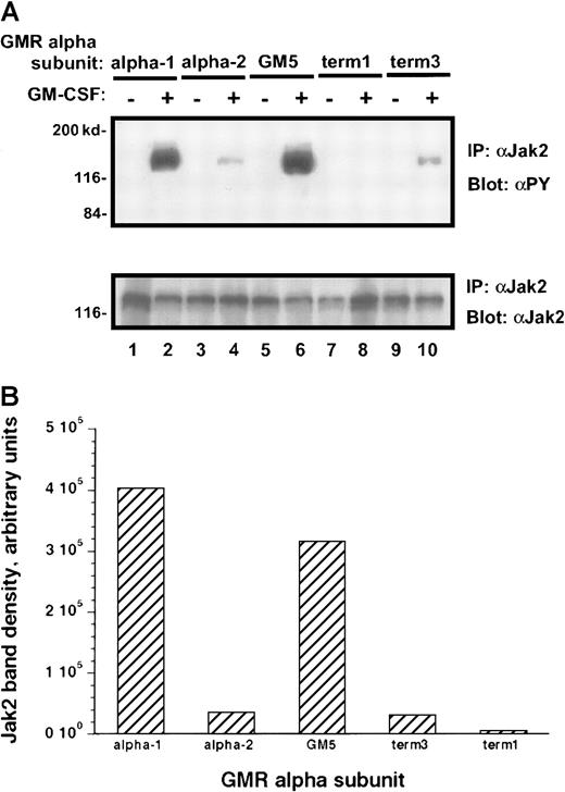 Fig. 6. Tyrosine phosphorylation of Jak-2 in M1/βccells with various α subunits. / (A) Immunoprecipitation–immunoblotting analysis. Cells were treated with rhGM-CSF 100 ng/mL for 10 minutes. Lysates were then subjected to immunoprecipitation with anti–Jak-2, followed by blotting with antiphosphotyrosine (top panel). The blot was then stripped and reprobed with anti–Jak-2 (bottom panel). (B) Quantitation by densitometry of tyrosine-phosphorylated Jak-2 band after rhGM-CSF treatment.