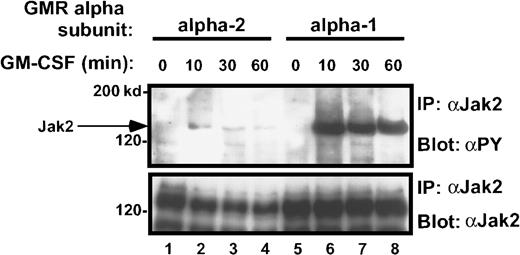 Fig. 7. Time course of Jak-2 tyrosine phosphorylation in M1/βc/α-1 and M1/βc/α-2 cells, after rhGM-CSF treatment. / Cells were treated with rhGM-CSF 100 ng/mL for the indicated periods, then immunoprecipitated with anti–Jak-2, followed by blotting with antiphosphotyrosine (top panel). The blot was then stripped and reprobed with anti–Jak-2 (bottom panel).