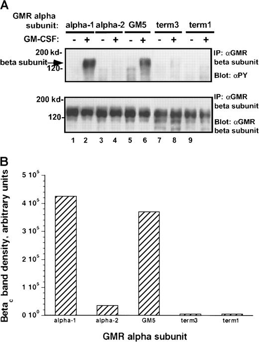 Fig. 8. Tyrosine phosphorylation of βc subunit protein in M1/βc cells with various α subunits. / (A) Immunoprecipitation–immunoblotting analysis. Cells were treated with rhGM-CSF 100 ng/mL for 10 minutes. Lysates were then immunoprecipitated with anti-βc (monoclonal), followed by blotting with anti-phosphotyrosine (top panel). The blot was then stripped and reprobed with anti-βc (polyclonal; bottom panel). (B) Quantitation by densitometry of tyrosine-phosphorylated βc subunit band after rhGM-CSF treatment.