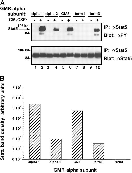 Fig. 9. Tyrosine phosphorylation of Stat-5 protein in M1/βc cells with various α subunits. / (A) Immunoprecipitation–immunoblotting analysis. Cells were treated with rhGM-CSF 100 ng/mL for 10 minutes. Lysates were then immunoprecipitated with anti–Stat-5. Precipitated proteins were then solubilized, divided, and subjected to immunoblotting with either antiphosphotyrosine (top panel) or anti–Stat-5 (bottom panel). (B) Quantitation by densitometry of tyrosine-phosphorylated Stat-5 band after rhGM-CSF treatment.