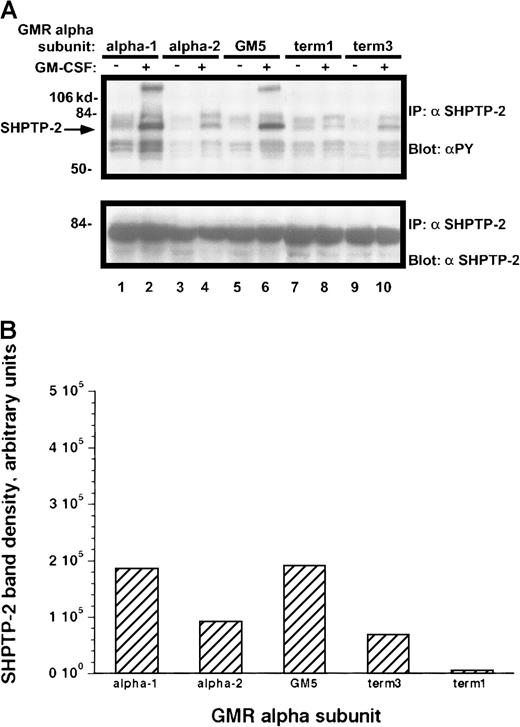 Fig. 10. Tyrosine phosphorylation of SHPTP-2 protein in M1/βc cells with various α subunits. / (A) Immunoprecipitation–immunoblotting analysis. Cells were treated with rhGM-CSF 100 ng/mL for 10 minutes. Lysates were then immunoprecipitated with anti–SHPTP-2. Precipitated proteins were then solubilized, divided, and subjected to immunoblotting with either antiphosphotyrosine (top panel) or anti–SHPTP-2 (bottom panel). (B) Quantitation by densitometry of tyrosine-phosphorylated SHPTP-2 band after rhGM-CSF treatment.