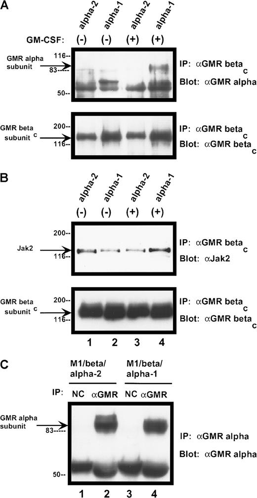 Fig. 11. Complex formation among components of human GM-CSF receptor. / . (A) Association of GM-CSF receptor α subunits with βcprotein. Cells were treated with rhGM-CSF 100 ng/mL for 10 minutes. Lysates were then immunoprecipitated with anti-βcpolyclonal antibody. Precipitated proteins were solubilized and subjected to immunoblotting with anti-α subunit antibody (top panel). The blot was stripped and reprobed with anti-βc(polyclonal; bottom panel). (B) Association of Jak-2 with βc protein. Cells were treated with rhGM-CSF as above. Lysates were immunoprecipitated with anti-βc polyclonal antibody. Precipitated proteins were then solubilized, divided, and subjected to immunoblotting with either anti–Jak-2 (top panel) or anti-βc (polyclonal; bottom panel). (C) Expression of α subunit proteins in transduced M1 cells. Lysates from either M1/βc/α-1 or M1/βc/α-2 cells were subjected to immunoprecipitation with an anti-α subunit antibody (α GM-CSF receptor) or an irrelevant isotype-matched antibody (NC). Precipitated proteins were then subjected to immunoblotting with anti-α subunit antibody. The heavy band at approximately 55 kd represents IgG heavy chain.