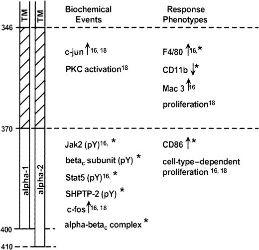 Fig. 12. Schematic diagram representing GM-CSF receptor α subunit domains. / Receptor regions are identified at left (TM, transmembrane domain). Biochemical events (within minutes) or response phenotypes (within hours to days) dependent on the various domains are identified. Data are from Matsuguchi et al,16 Polotskaya et al,18 and the present report (*).