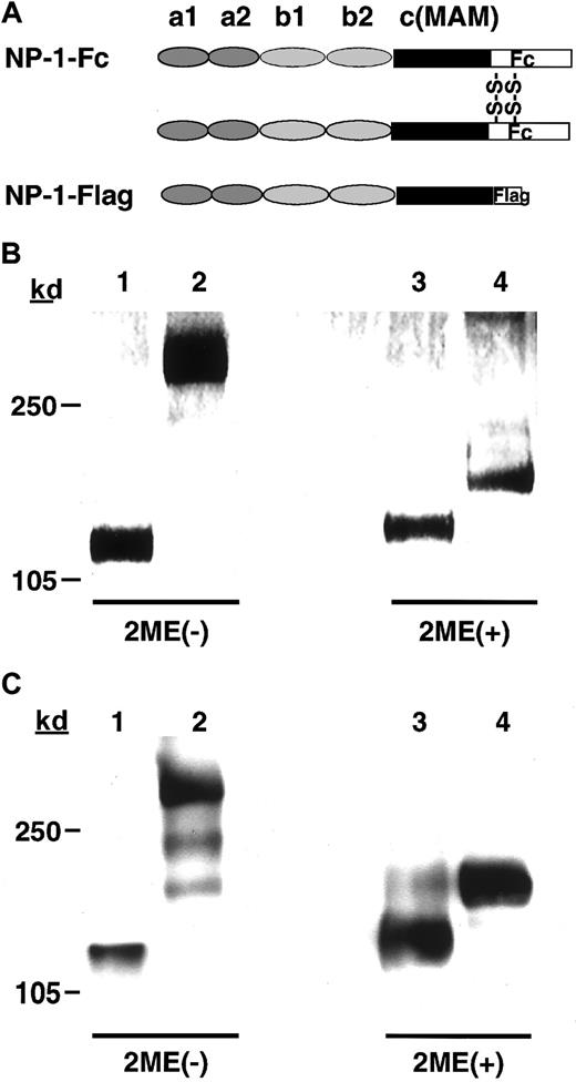 Fig. 2. The structure of recombinant NP-1 proteins. / (A) Schematic representation of the Fc-tagged NP-1 extracellular segment (NP-1–Fc) and Flag-tagged NP-1 extracellular segment (NP-1–Flag). (B) SDS-PAGE analysis of the recombinant proteins stained with Coomassie brilliant blue G-250. (C) Immunoblot of the recombinant proteins with the antirabbit NP-1 antibody.14 Lanes 1-4 correspond to NP-1–Flag (1), NP-1–Fc (2), NP-1–Flag (3), and NP-1–Fc (4) recombinant proteins; 1 and 2 were under nonreducing conditions and 3 and 4 were under reducing conditions.