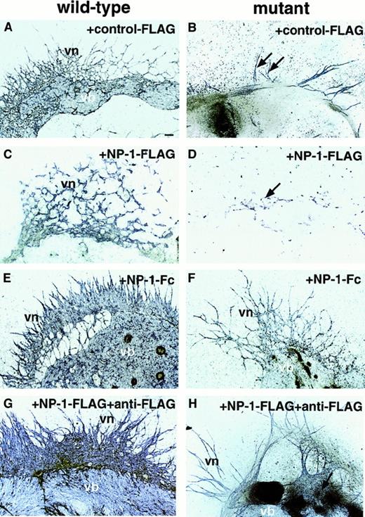 Fig. 3. Effect of soluble NP-1 in P-Sp cultures. / P-Sp explants derived from E9.5 wild-type embryos (A, C, E, G) and mutant embryos (B, D, F, H) were cultured on OP9 stromal cells. NP-1–Flag (50 μg/mL; C,D,G,H), anti-Flag IgG (50 μg/mL; G-H), NP-1–Fc (50 μg/mL; E-F), or the same amount of control Flag (A-B) was added to this culture. In wild-type embryos, vb formation was suppressed when NP-1–Flag was added (C); however, on addition of NP-1–Fc (E) or NP-1–Flag plus anti-Flag IgG (G), which forms a dimer of NP-1, the vb was expanded compared with that on addition of control Flag (A). In homozygous mutants, vascular formation was slightly suppressed on addition of NP-1–Flag (D; arrow) compared with that on addition of control Flag (B); however, suppressed EC development was rescued by addition of NP-1–Fc (F) or NP-1–Flag plus anti-Flag IgG (H). Similar results were obtained in 4 independent experiments. The scale bar indicates 100 μm.